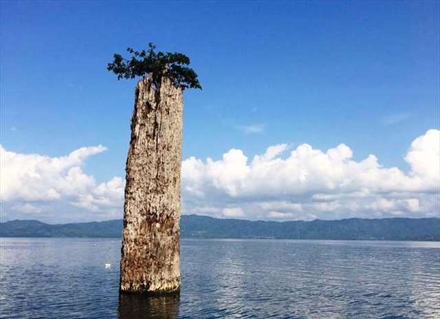 lonely tree in volta lake