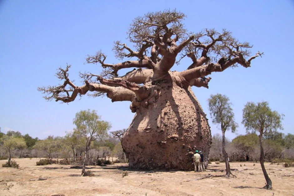 the baobab tree