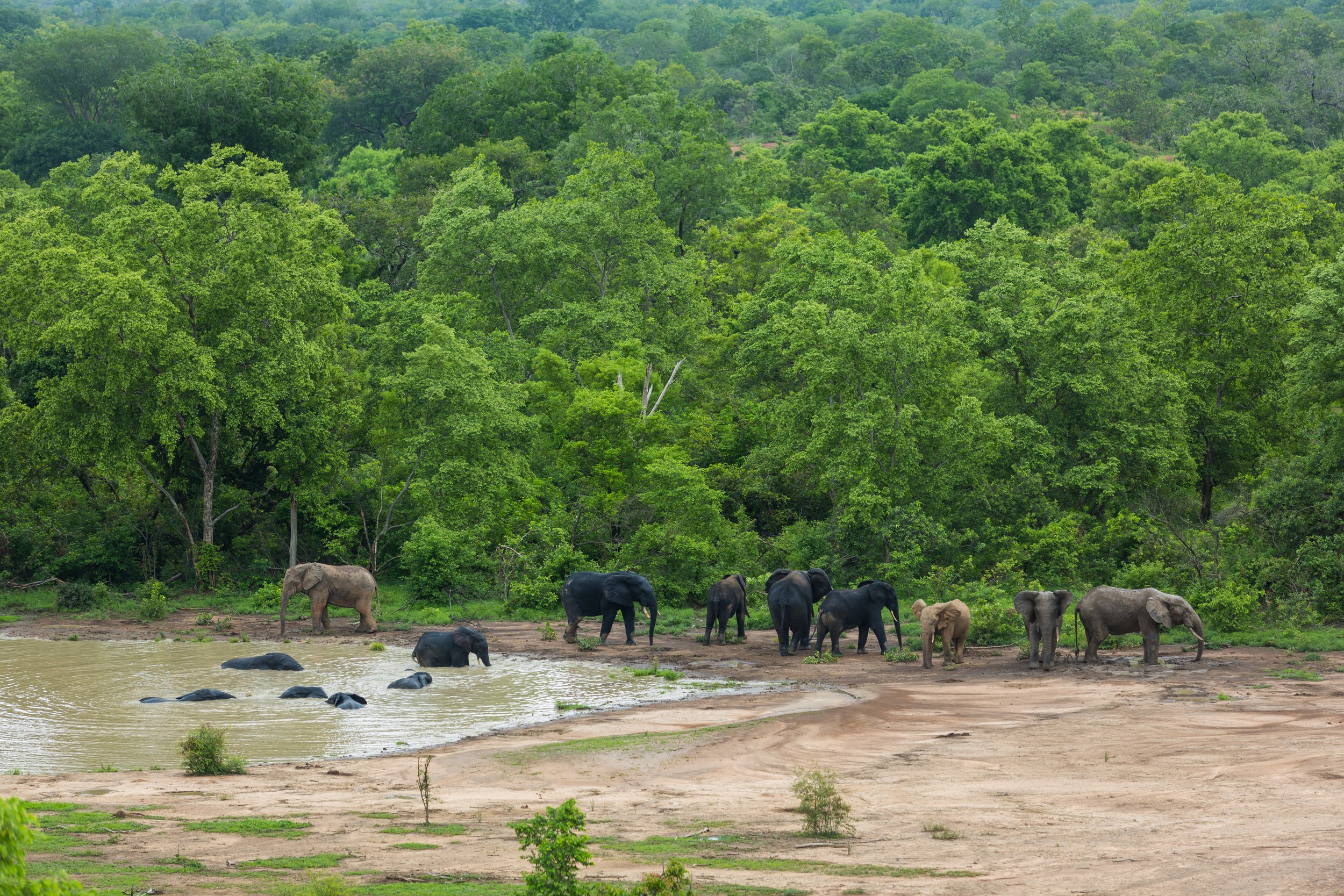 zElephants_134